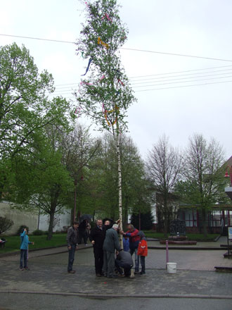 Freckenfeld Maibaum 3-A